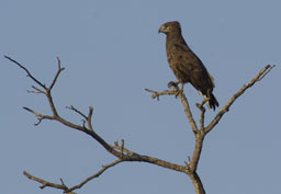 Brown snake eagle